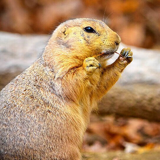 a gopher flossing reminds you how flossing is essential to your oral health