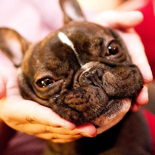 a dog reminds his owner that pets need their teeth brushed too