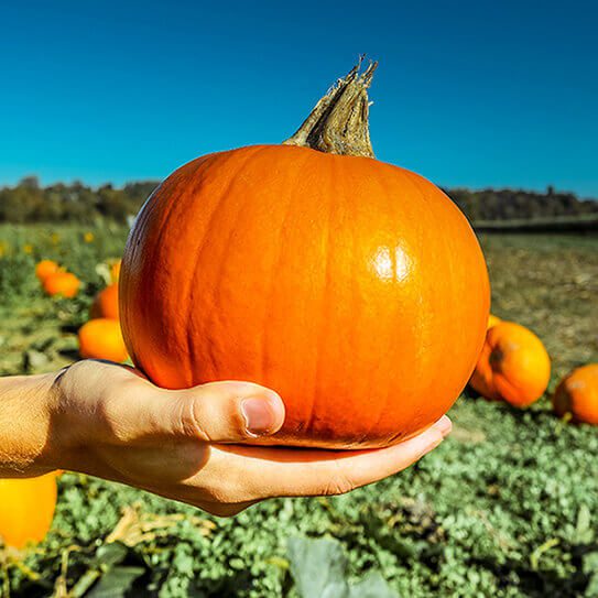 a small pumpkin reminds you that your smile loves pumpkin too