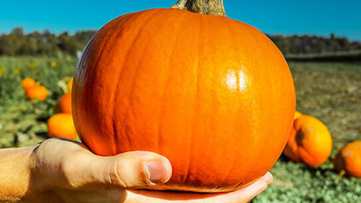 Can Diabetic People Consume Pumpkin?