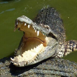 a crocodile competes in the animal teeth olympics