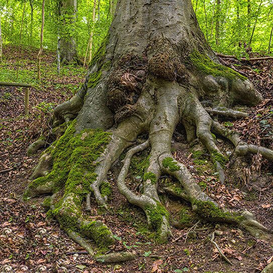 tree roots make people think about busted root canals myths